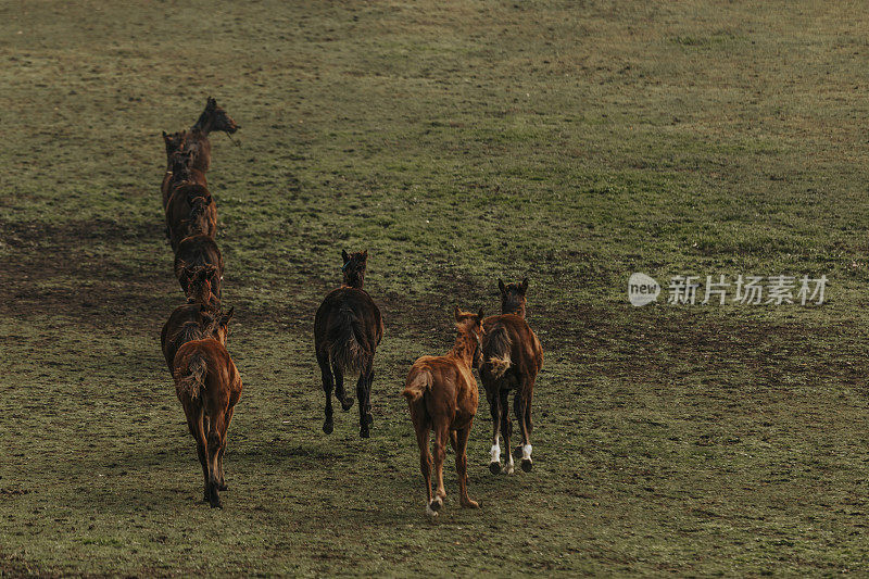 Nature Scenery And Horses On The Farm